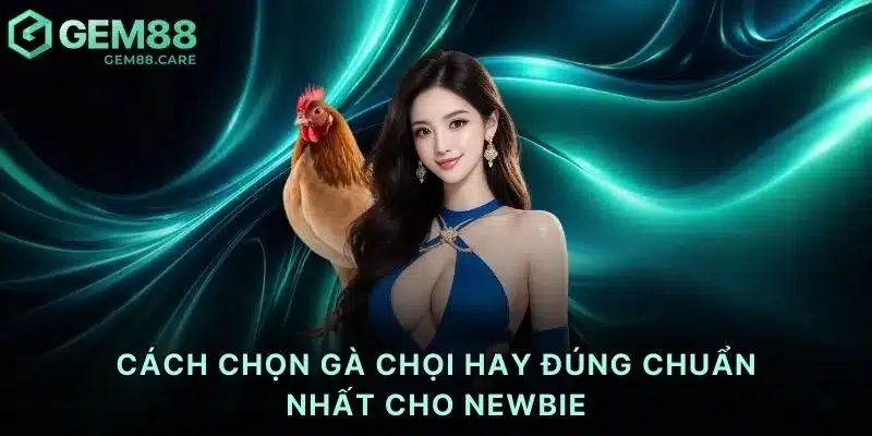 Cách chọn gà chọi hay đúng chuẩn nhất cho newbie