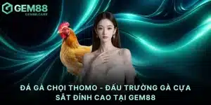Đá gà chọi Thomo