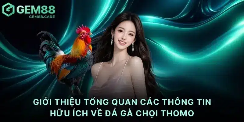 Giới thiệu tổng quan các thông tin hữu ích về đá gà chọi Thomo