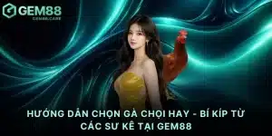 Hướng dẫn chọn gà chọi