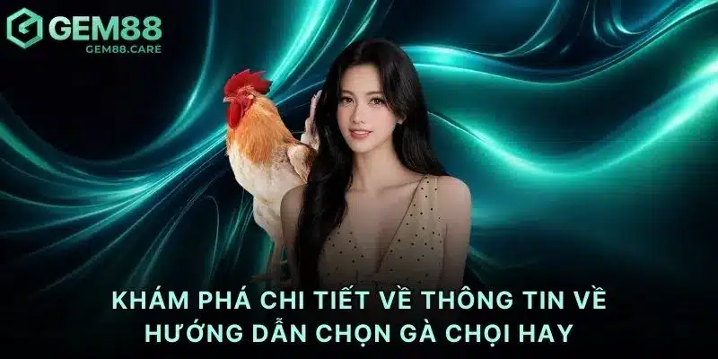 Khám phá chi tiết về thông tin về hướng dẫn chọn gà chọi hay